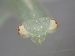 Tropidomantis kawaharai