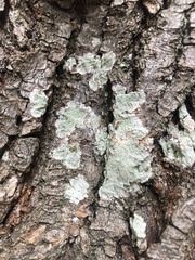 Lepraria finkii