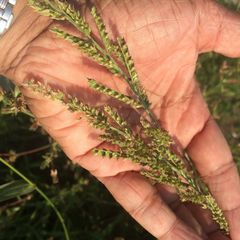 Echinochloa