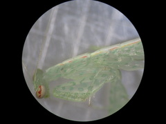 Tropidomantis kawaharai