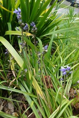 Hyacinthoides
