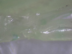 Tropidomantis kawaharai