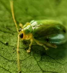 Hemipyxis semiviridis