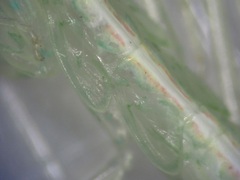 Tropidomantis kawaharai