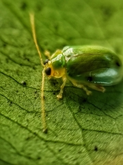 Hemipyxis semiviridis