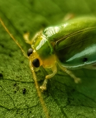 Hemipyxis semiviridis