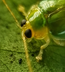 Hemipyxis semiviridis