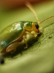 Hemipyxis semiviridis