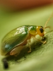 Hemipyxis semiviridis