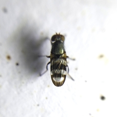 Ulidiidae