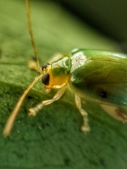 Hemipyxis semiviridis