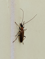 Oedemerinae