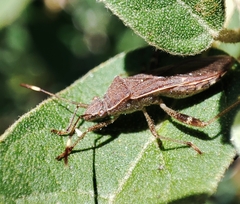 Burtinus notatipennis