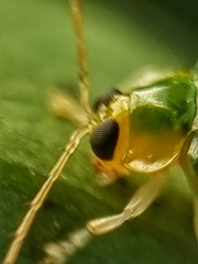 Hemipyxis semiviridis
