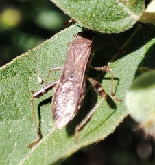 Burtinus notatipennis