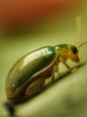 Hemipyxis semiviridis