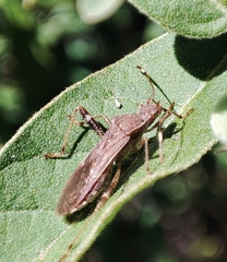 Burtinus notatipennis