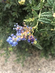 Ceanothus papillosus
