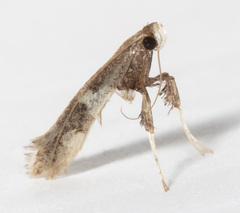 Caloptilia