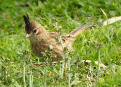 Coryphistera alaudina