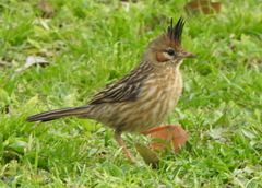 Coryphistera alaudina