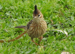 Coryphistera alaudina
