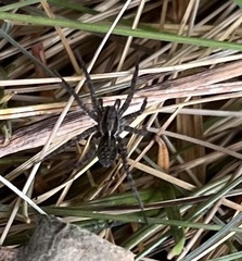 Pardosa