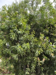 Melaleuca viminalis