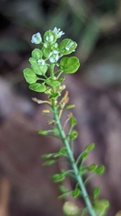 Lepidium