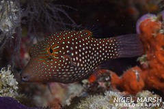 Canthigaster janthinoptera