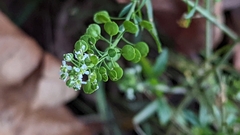 Lepidium