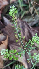 Lepidium