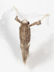 Caloptilia