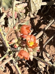 Sphaeralcea parvifolia