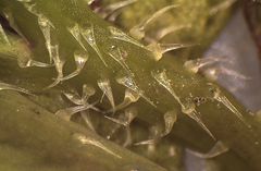 Raphanus raphanistrum raphanistrum