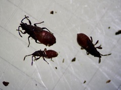 Oxycarenus luctuosus