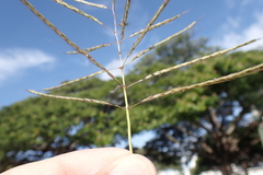 Dichanthium annulatum annulatum