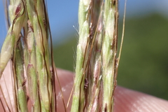 Dichanthium annulatum annulatum