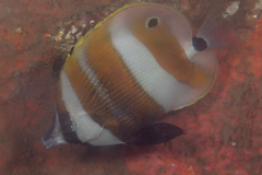 Coradion chrysozonus