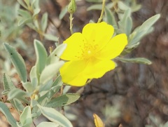 Cistus halimifolius