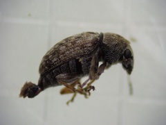 Araecerus