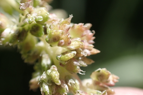 Amaranthus blitum
