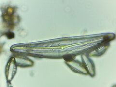 Cymbella