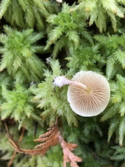 Pholiota scamba