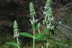 Stachys albens