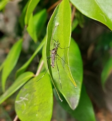 Culicidae