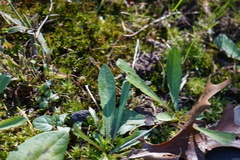 Pilosella officinarum