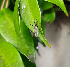 Culicidae