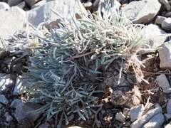 Townsendia hookeri