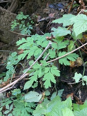 Dicentra formosa